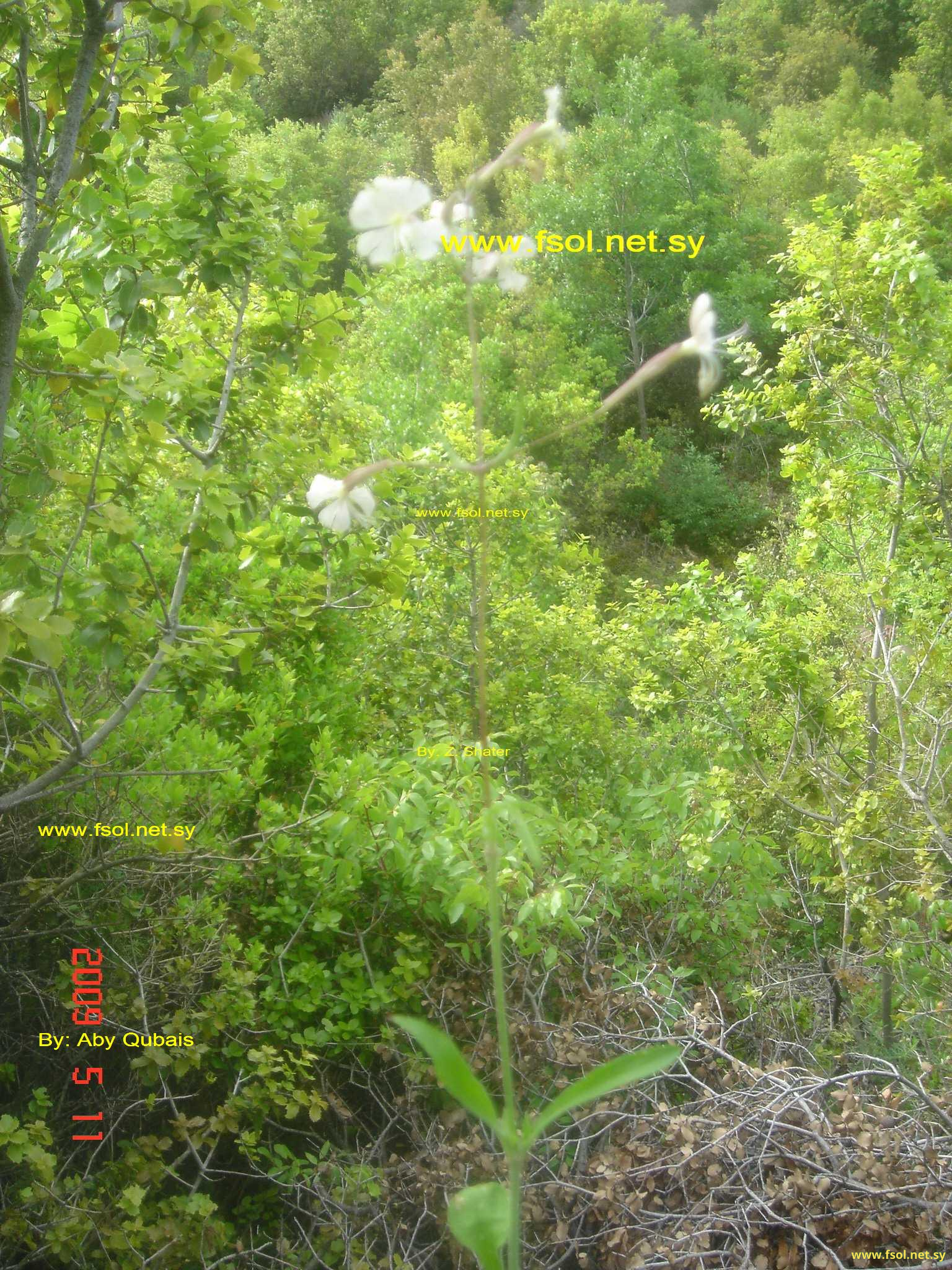 Silene italica (L.) Pers.
